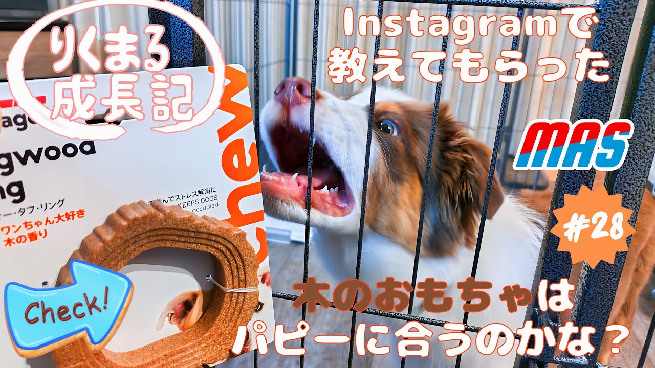 【小ネタあり】 お部屋でも外でも一緒に遊ぼう🐶 りくまる成長記  #28  #ミニチュアアメリカンシェパード #MAS Miniature American Shepherd