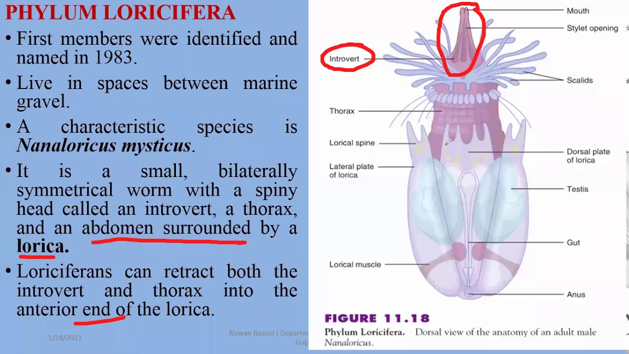 Phylum Loricifera, Phylum Pariapluda