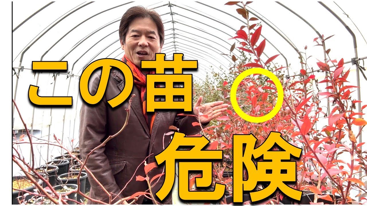 その苗、大丈夫？来春“成長しない”ブルーベリーの共通点