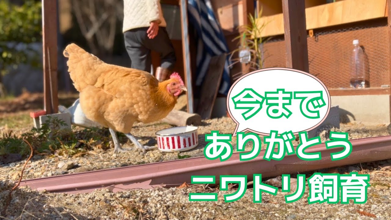 [40代山暮らし女]パートナーシップを解消しました