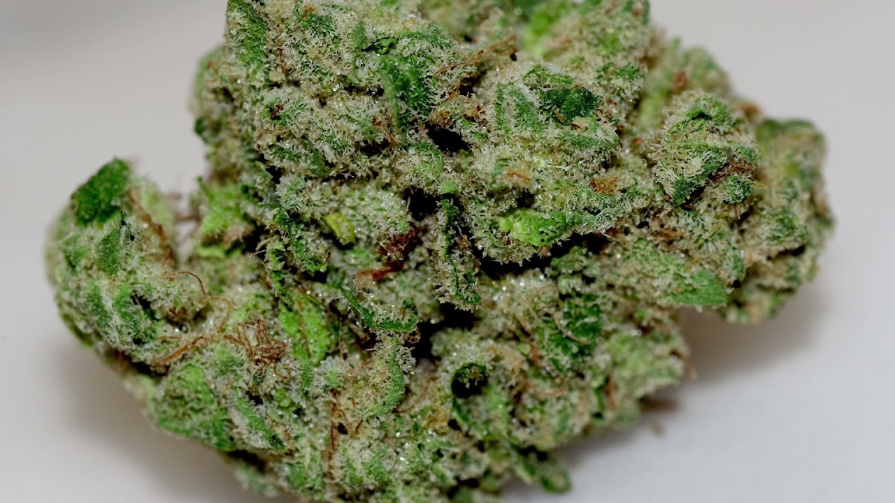 Revolution Sun Queen OG vs Sun King OG?