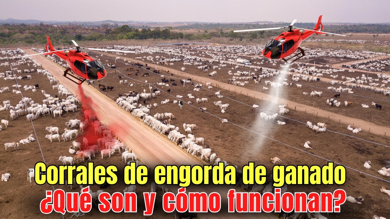 Corrales de engorda de ganado. &iquest;Qu&eacute; son y c&oacute;mo funcionan?