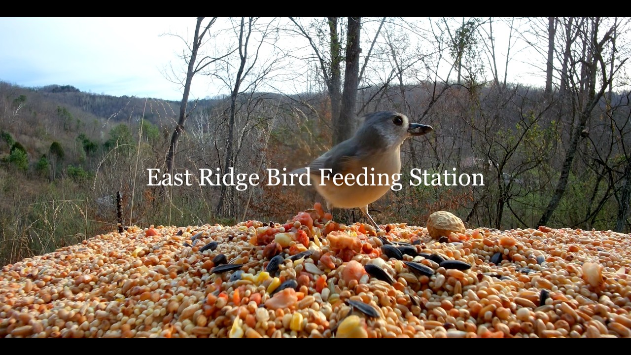 East Ridge Bird feeding Station -Best Life Birding