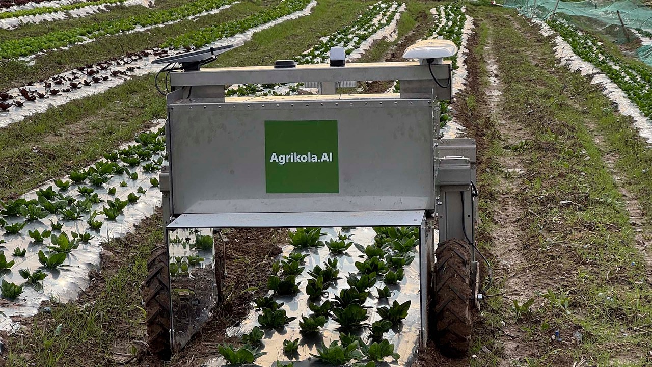 Wagus és el robot agrícola autònom que ajuda al tractament de fongs en l’horticultura