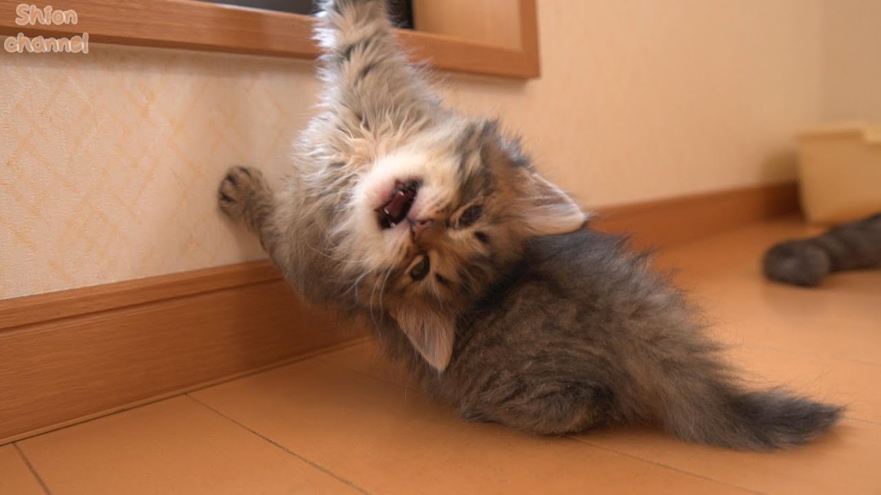 【生後36日】思わぬハプニング発生ですぐに助けを求める子猫