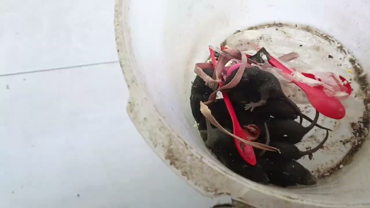 8 Maret 2026#rat farming (ternak tikus) 