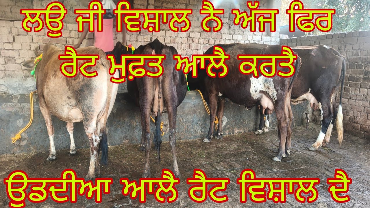 ਫੋਨ ਨੰਬਰ 8427278296 ਸੱਜਰ ਸੁਈਆ ਤੈ ਗੱਬਣ ਤਿਆਰ #animalfarming 