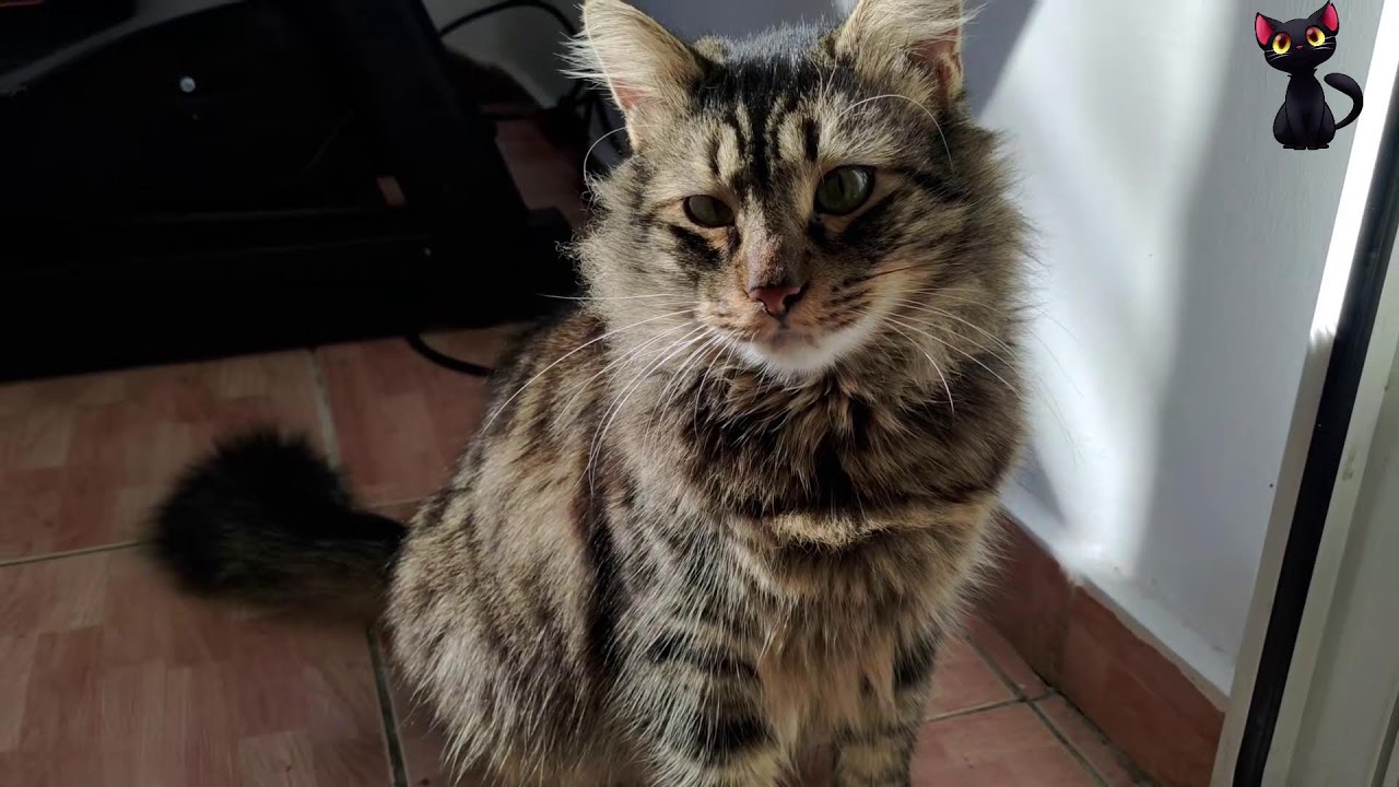 [🐈 Cat ] My Cat on Thursday | Live 29.01.2026