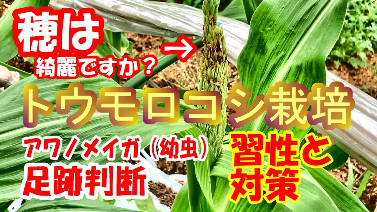 穂が出ると飛んでくる❗️アワノメイガ　足跡判断　習性　人工授粉
