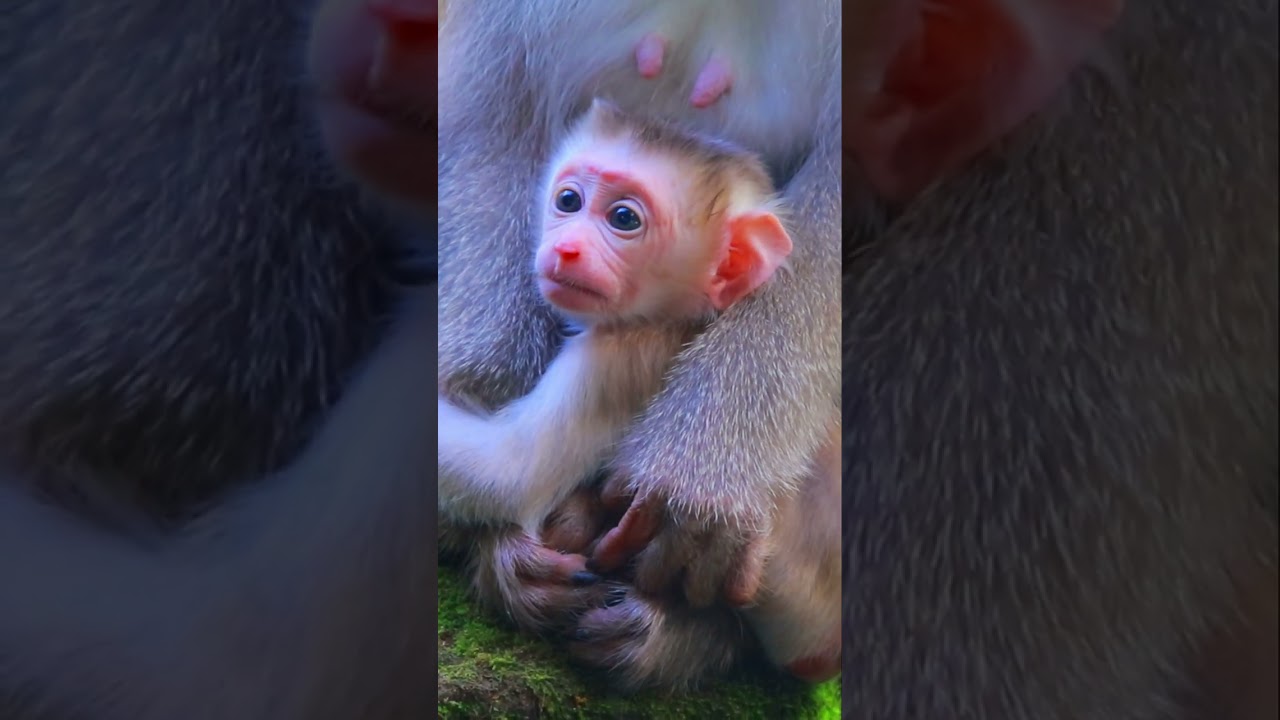 Adorable Gorgeous Wild Baby Monkey Jacee & Mom Joyce