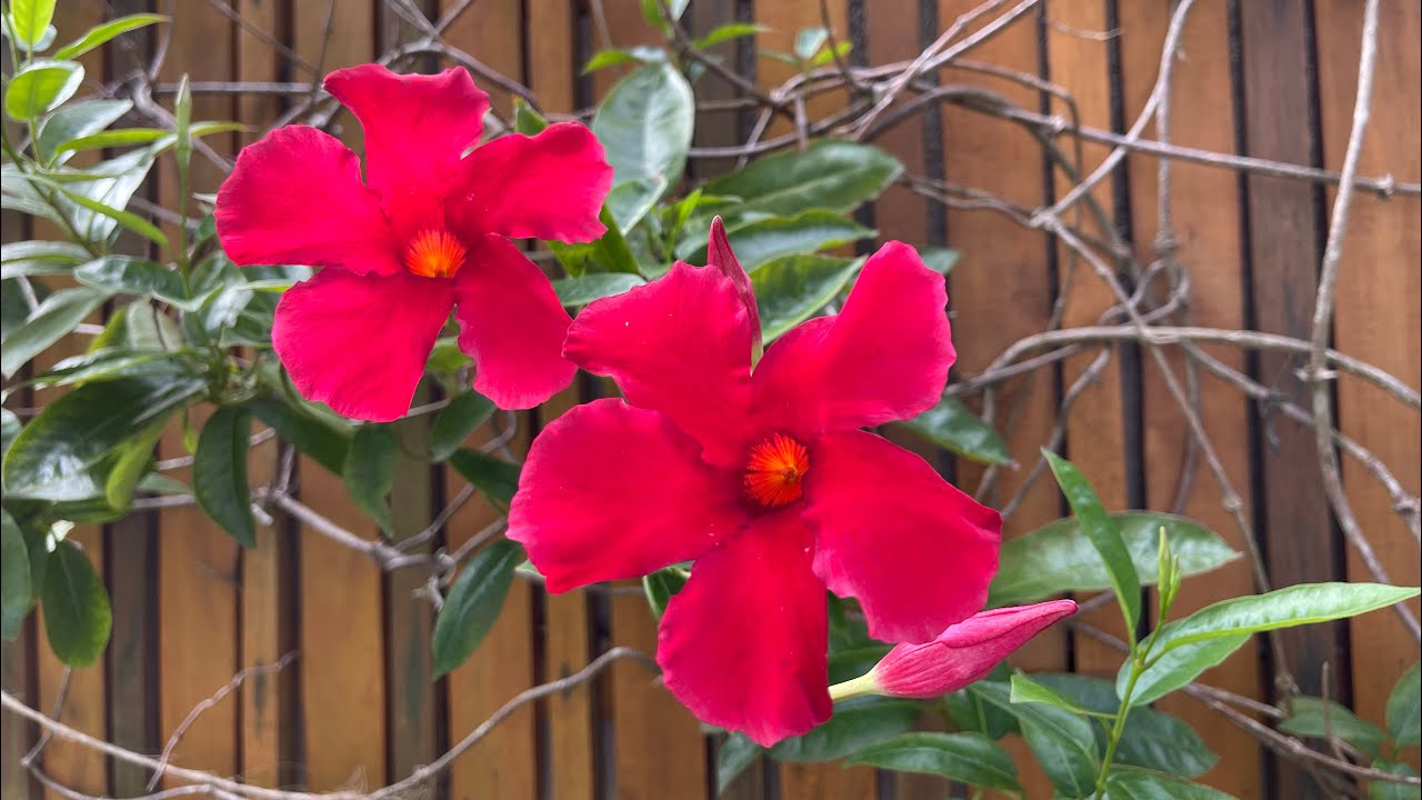 PLANTA Trepadeira Dipladênia e Alamanda - Cultivo completo