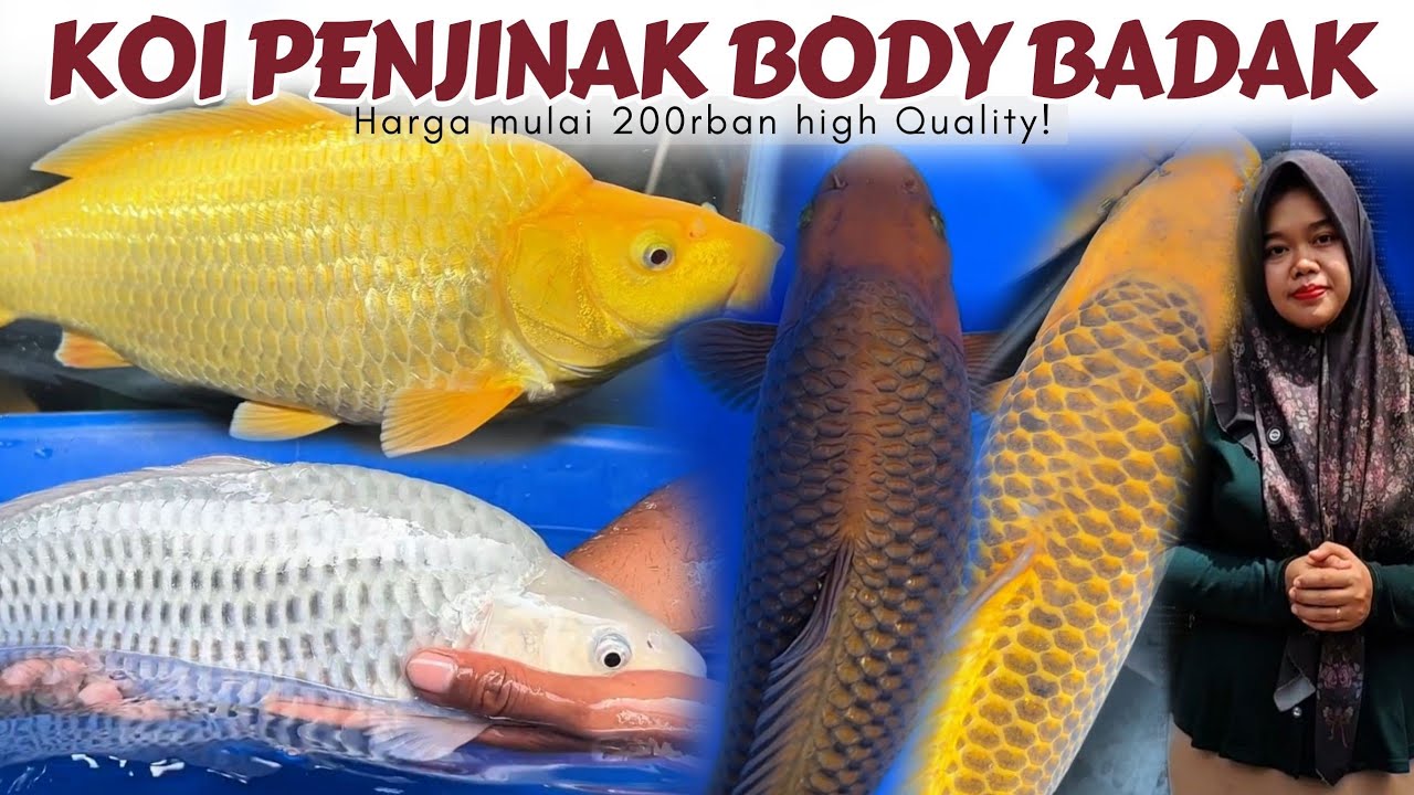 Panen Koi Bulky Kelas Sultan  Harga Ringan ❗200 ribuan dapat bahan Show❗