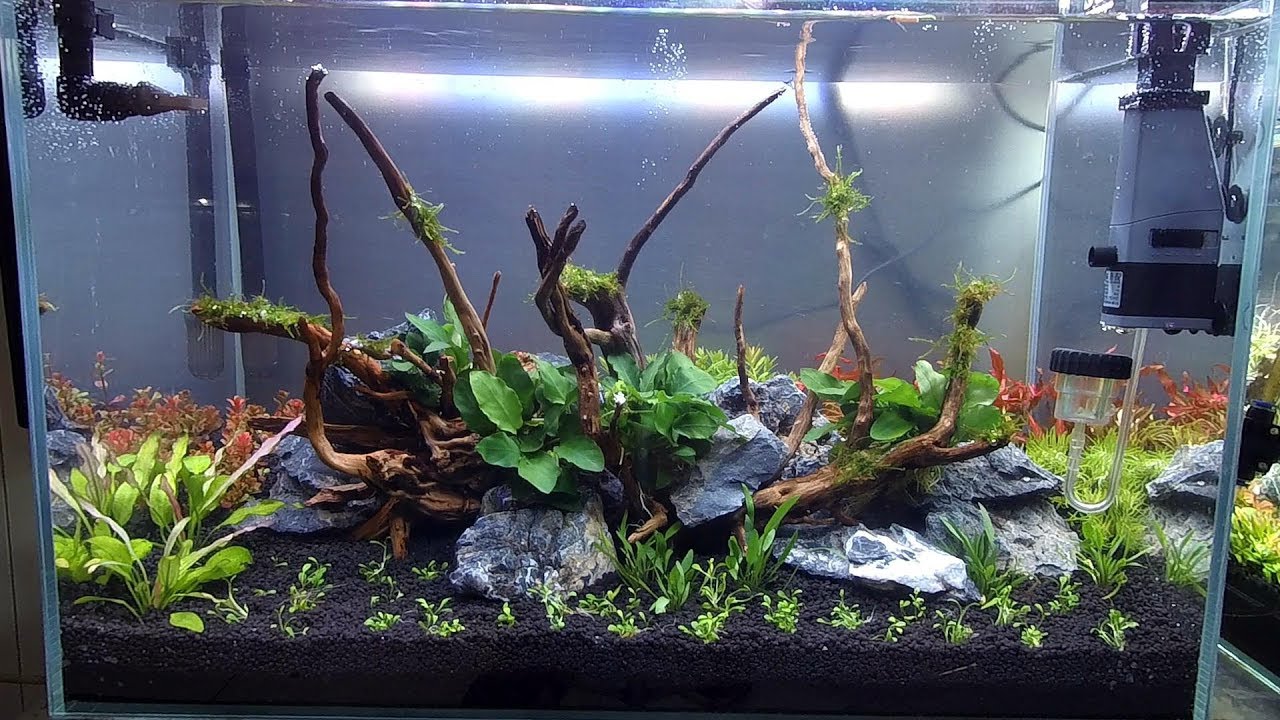 Nature Aquarium Aquascape Tutorial-60厘米沉木水景开缸