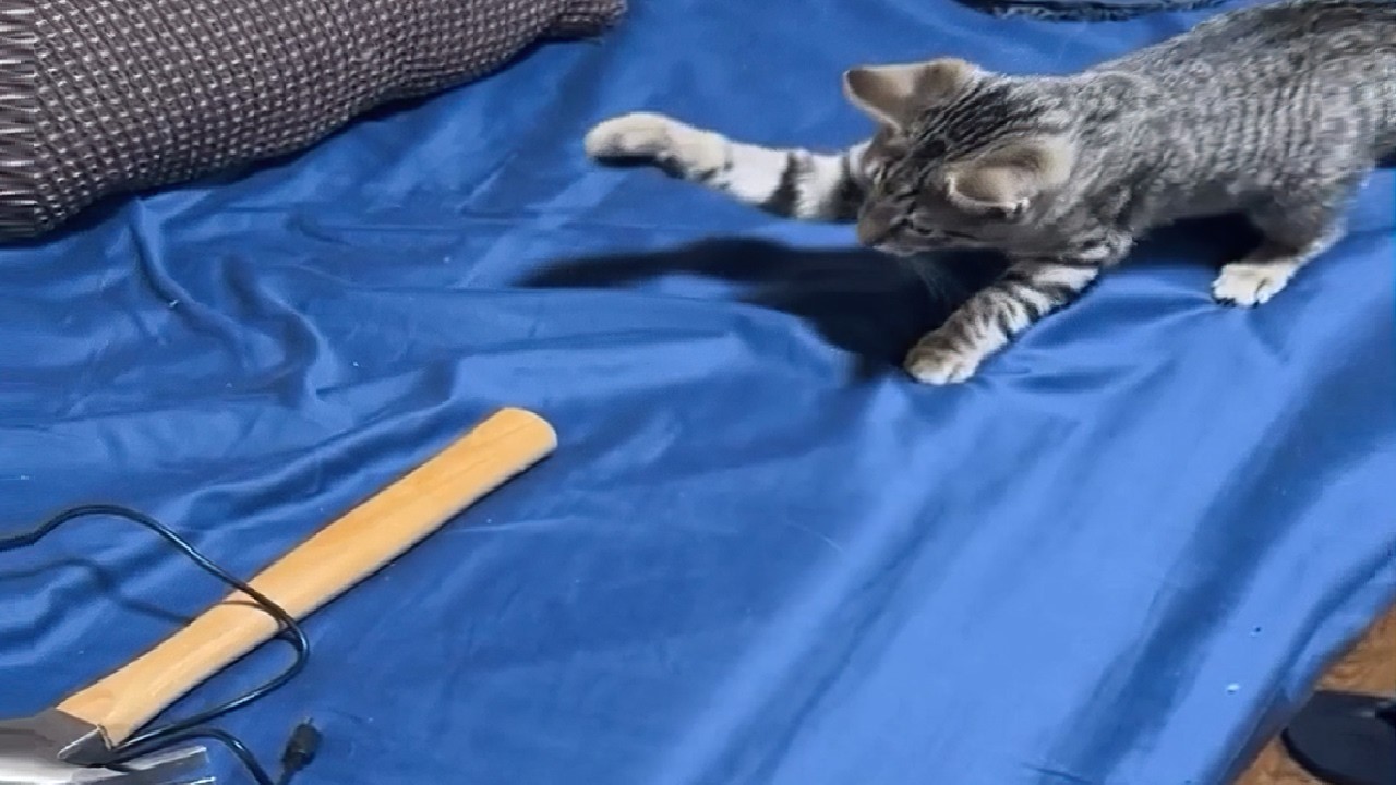 Cats with factory settings