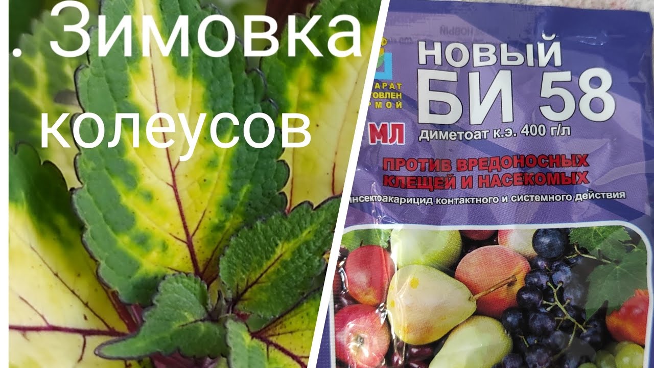 Колеусы. Осторожно, ХИМИЯ!!!Пояснения к последнему видео.