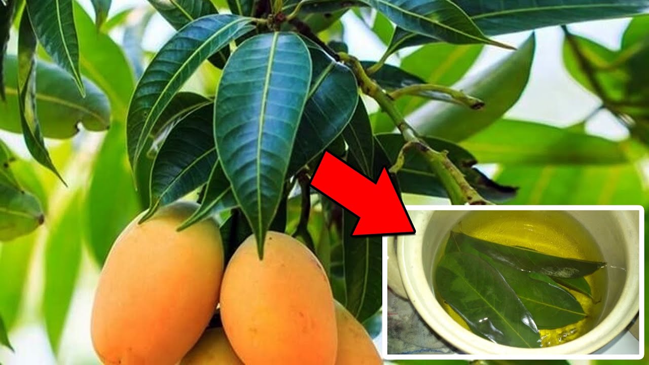 Qu&eacute; beneficios tiene la hoja de mango 🍃  Elimina manchas de la cara y Cura la diabetes Naturalmente