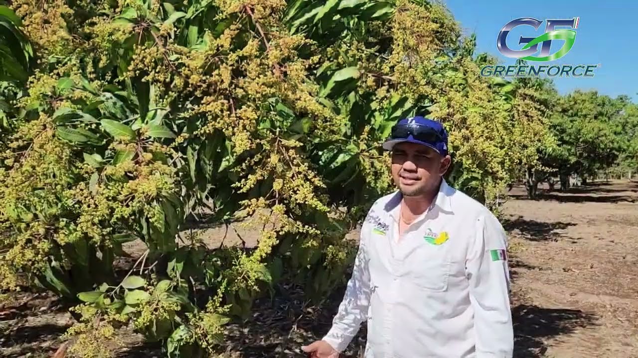 🥭🥭🥭ACTIVACIÓN DE FLORACIÓN EN MANGOS 🥭🥭🥭