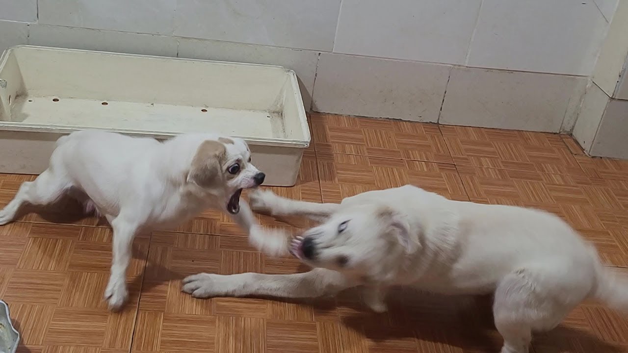 How Mother Dog Handle Aggressively and Disrespectful Big Dog