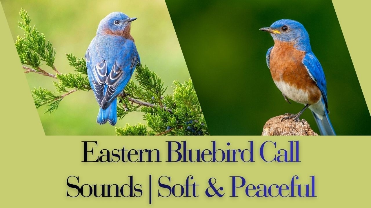 Eastern Bluebird Call Sounds | Soft & Peaceful Bird Voice