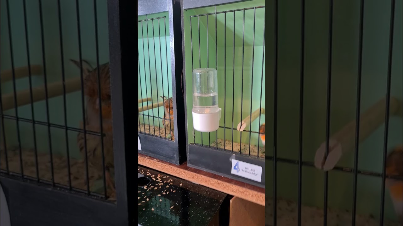 One Day Norwich Canary Show Liège Belgien 2021