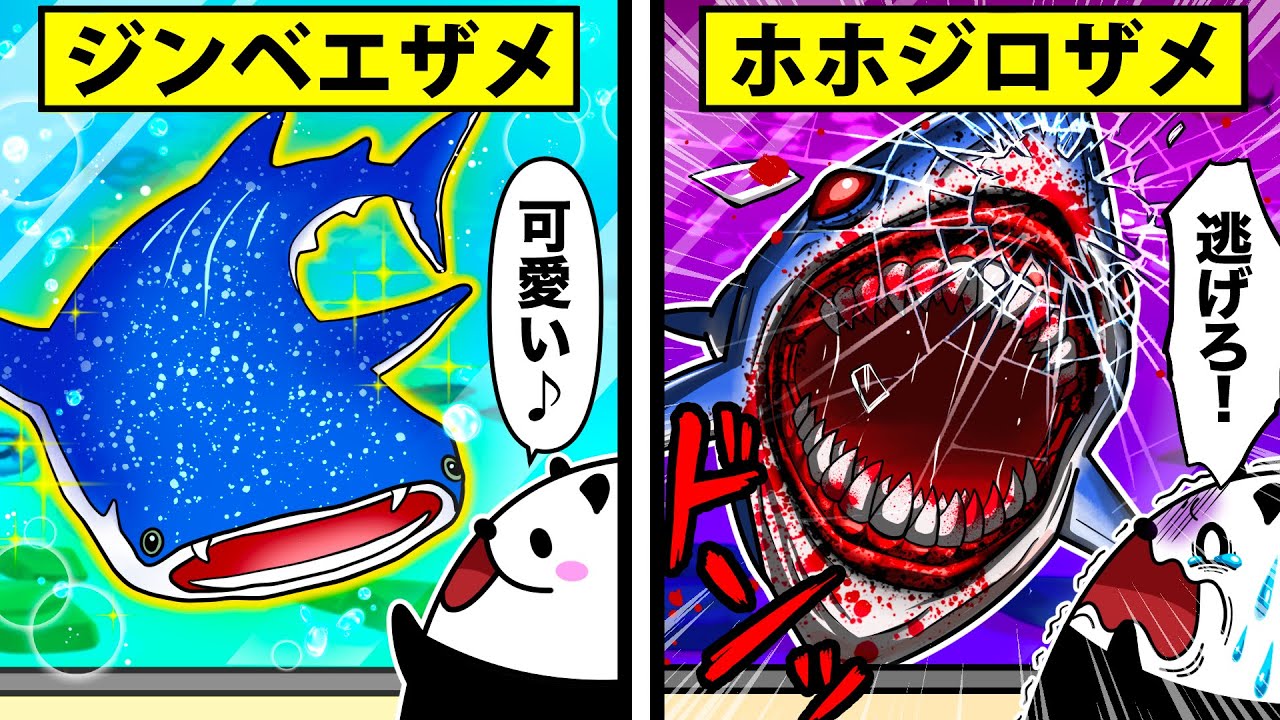 ホオジロザメが水族館にいない理由とは...!!【アニメ】