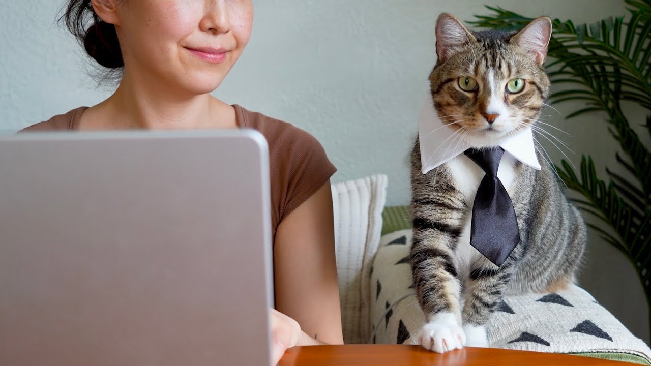 Boss Cat supervises my work