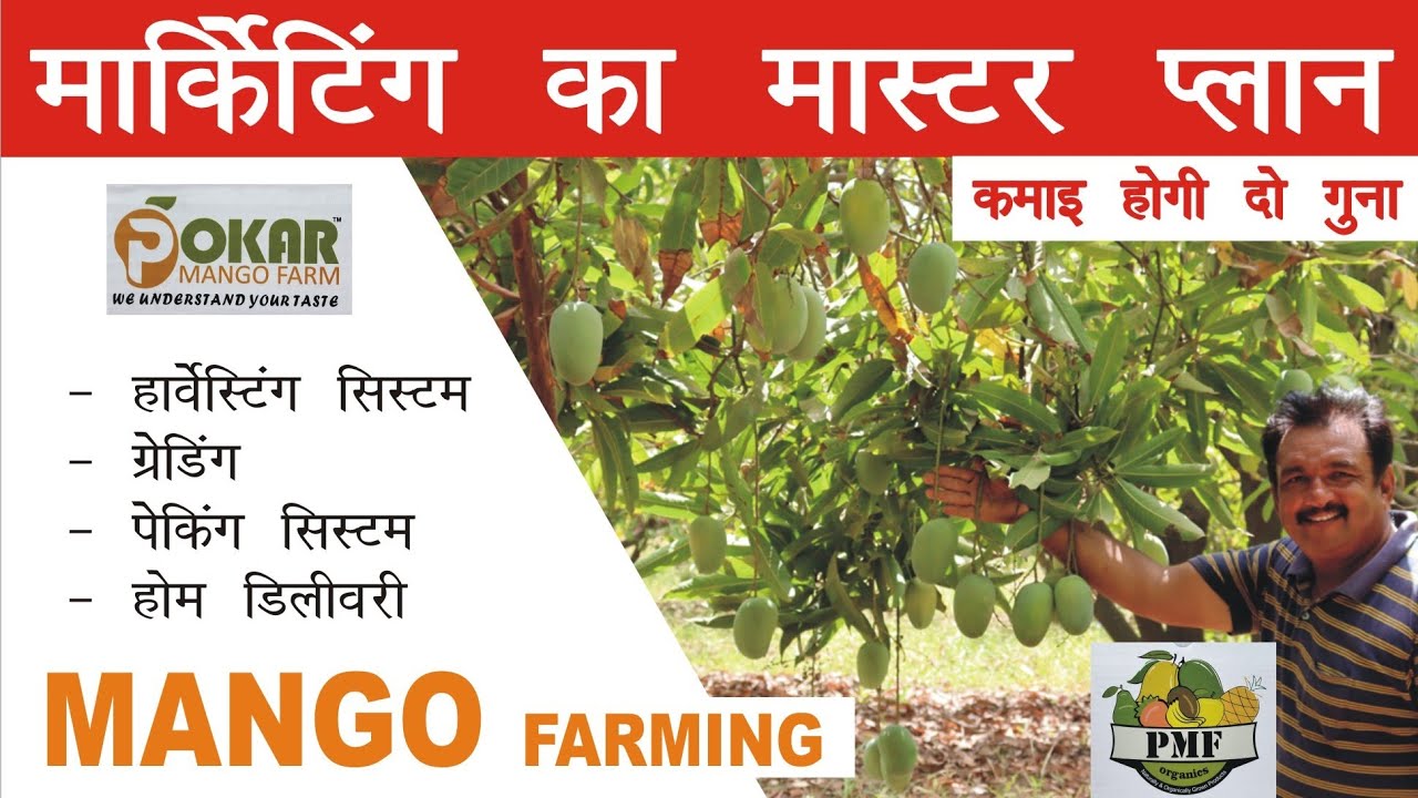 Mango farming successful marketing system l Pokar mango farm l kachchh, Gujarat l 9106310963