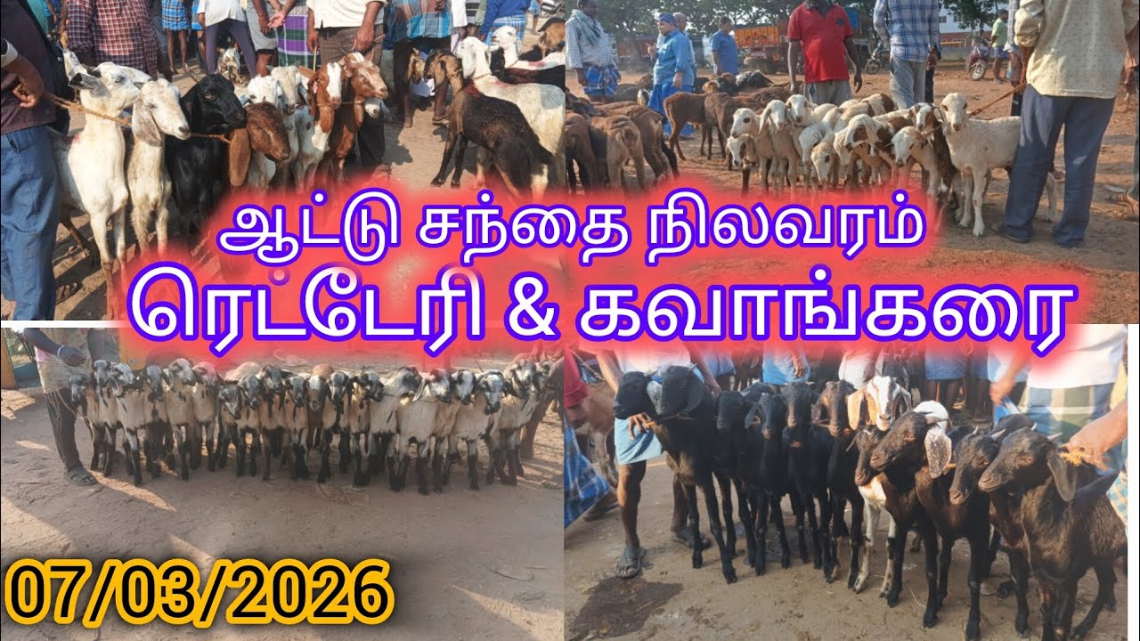 Chennai retteri & kavangarai aadu santhai nilavaram 💥 #aadusanthai#aadu#santhainilavaram#sheepmarket