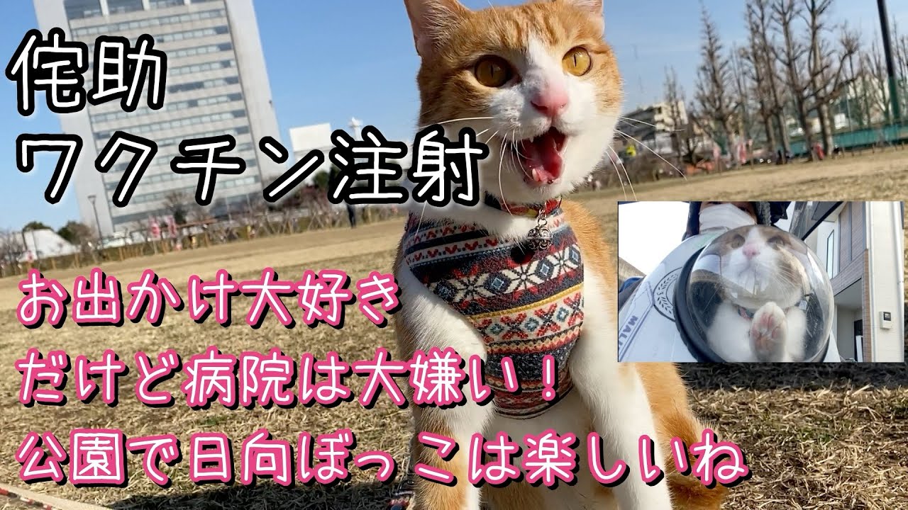 侘助のワクチン注射＆バイクに乗ってお出かけ！公園散歩ネコ
