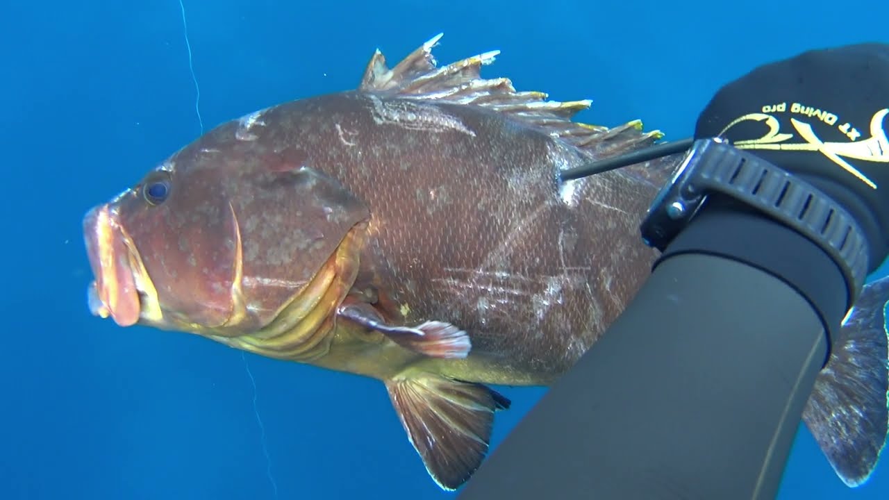 🔱ΨΑΡΟΝΤΟΥΦΕΚΟ ΨΑΧΝΟΝΤΑΣ ΓΙΑ ΡΟΦΟΥΣ🔱SPEARFISHING SEEKING FOR GROUPERS by Sakis Tsonis