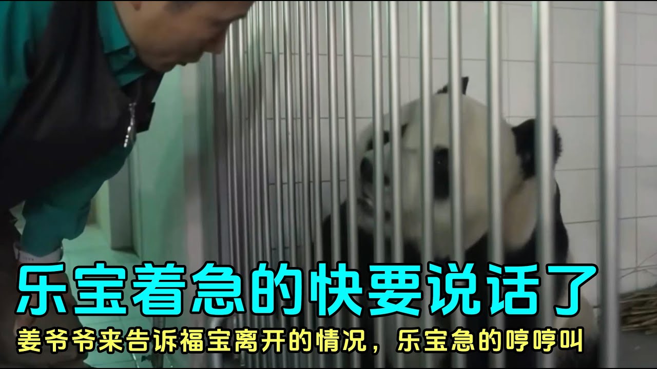 乐宝知道福宝离开后爱宝乐园后，急的哼哼叫，乐宝一直知道福宝的存在 #panda #fubao #러바오