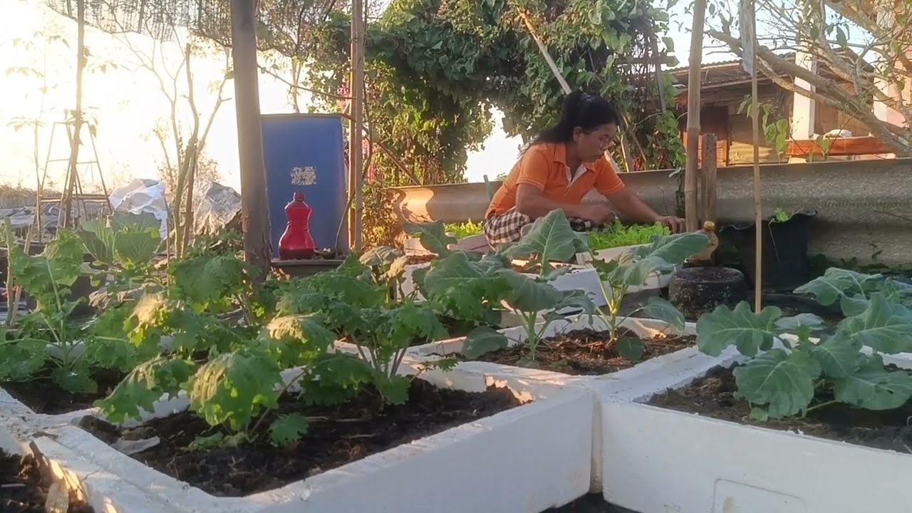 ปลูกผักสลัดใส่กล่องโฟม#ผักสลัด#foambox