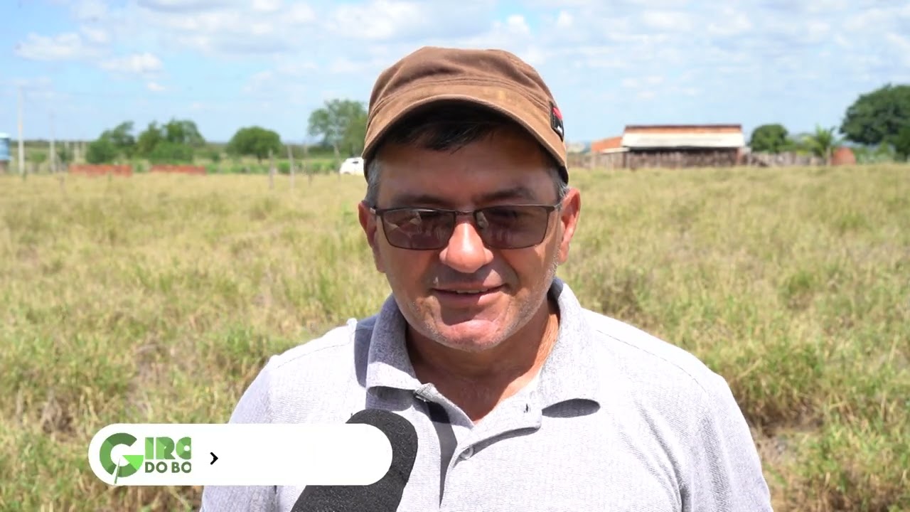 BUFFEL: EMBRAPA RECOMENDA O CAPIM COMO UM DOS MAIS ADAPTÁVEIS PARA O NORDESTE