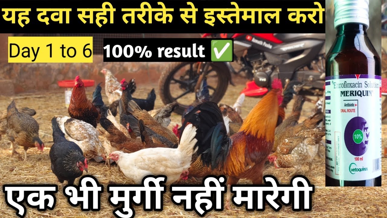 murgi ko bimari se bachane ka tarika | murgi ki bimari | murgi ki bimari ka ilaj