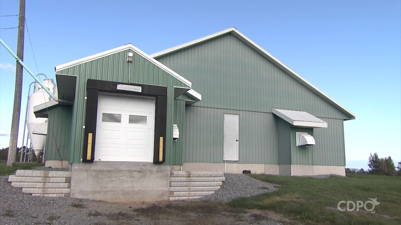 Installations pour faciliter les déplacements et le chargement des porcs