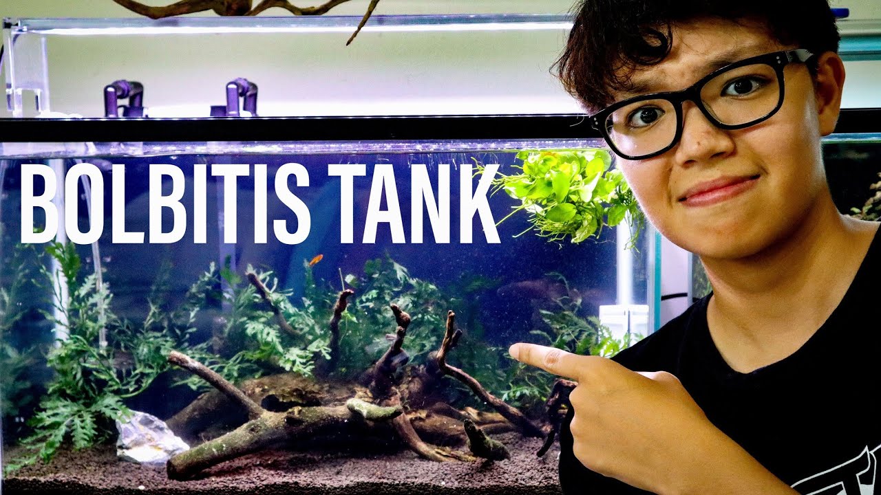 Bolbitis Tank Update - Planted Aquarium