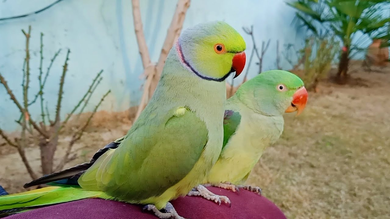Indian Ringneck Parrot Cute Sounds