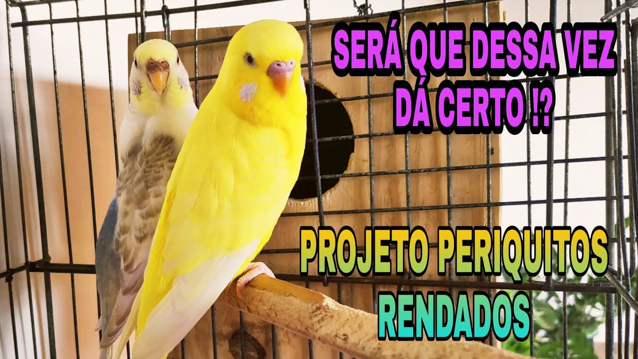 PROJETO PERIQUITOS RENDADOS ATUALIZAÇÃO 👀💥💥💥