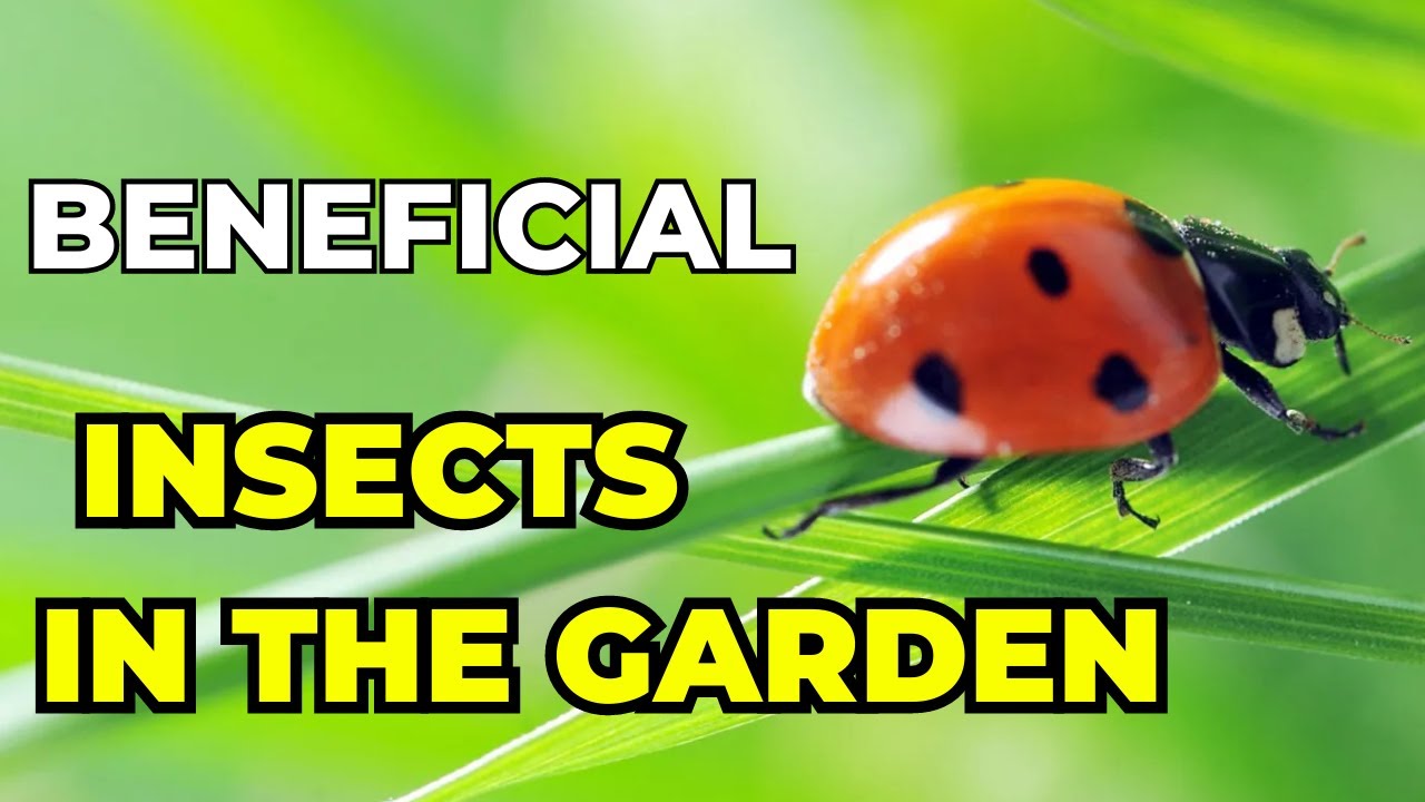 🐞Beneficial Insects in the Garden: Encouraging Natural Pest Control