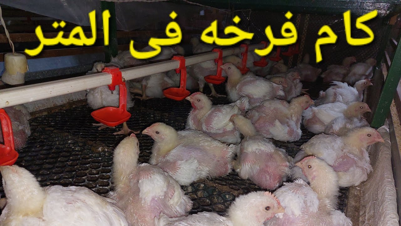 كام فرخه فى المتر فى  التربيه فى البطاريات #طريقة التربية فى المنزل #افضل عدد