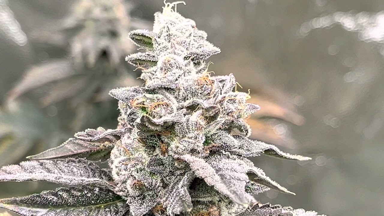 Twice Baked Runtz Grow By @elev8seeds