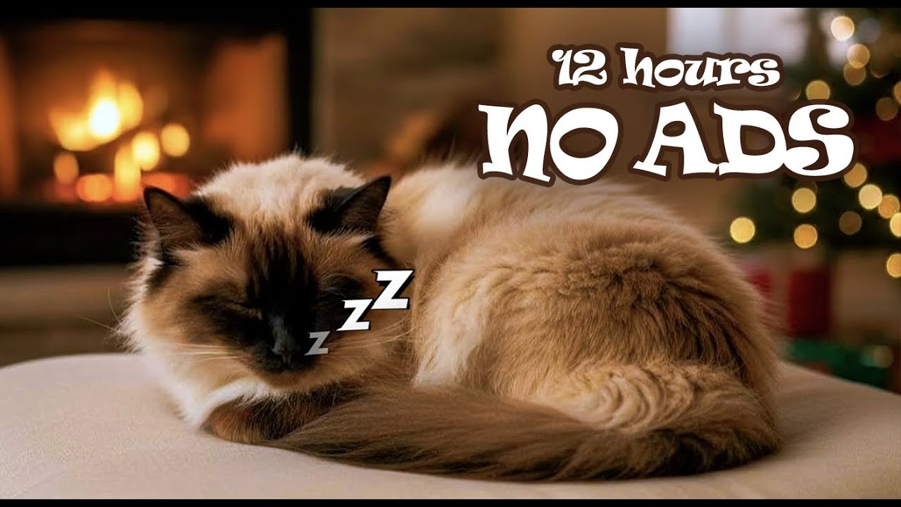 12 Hours UNINTERRUPTED Cat Music Playlist for Cat Home Alone 😺 Soft Piano Cat Therapy Music