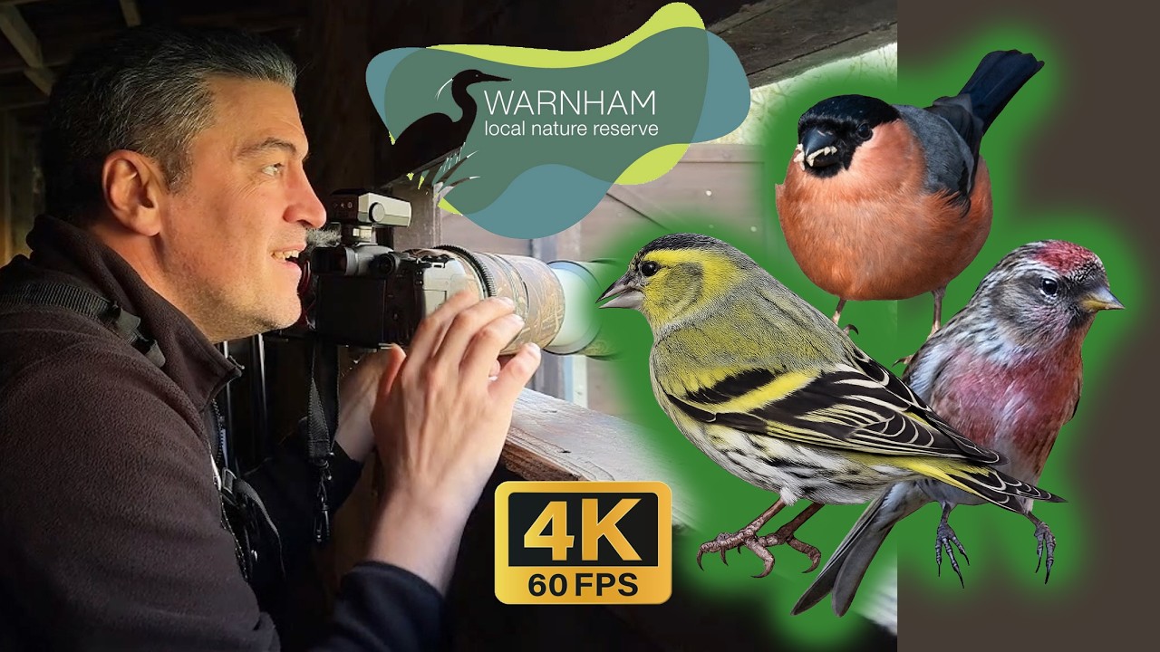 Warnham Local Nature Reserve Birdwatching | Siskins, Bullfinch & Redpolls in 4K/60fps