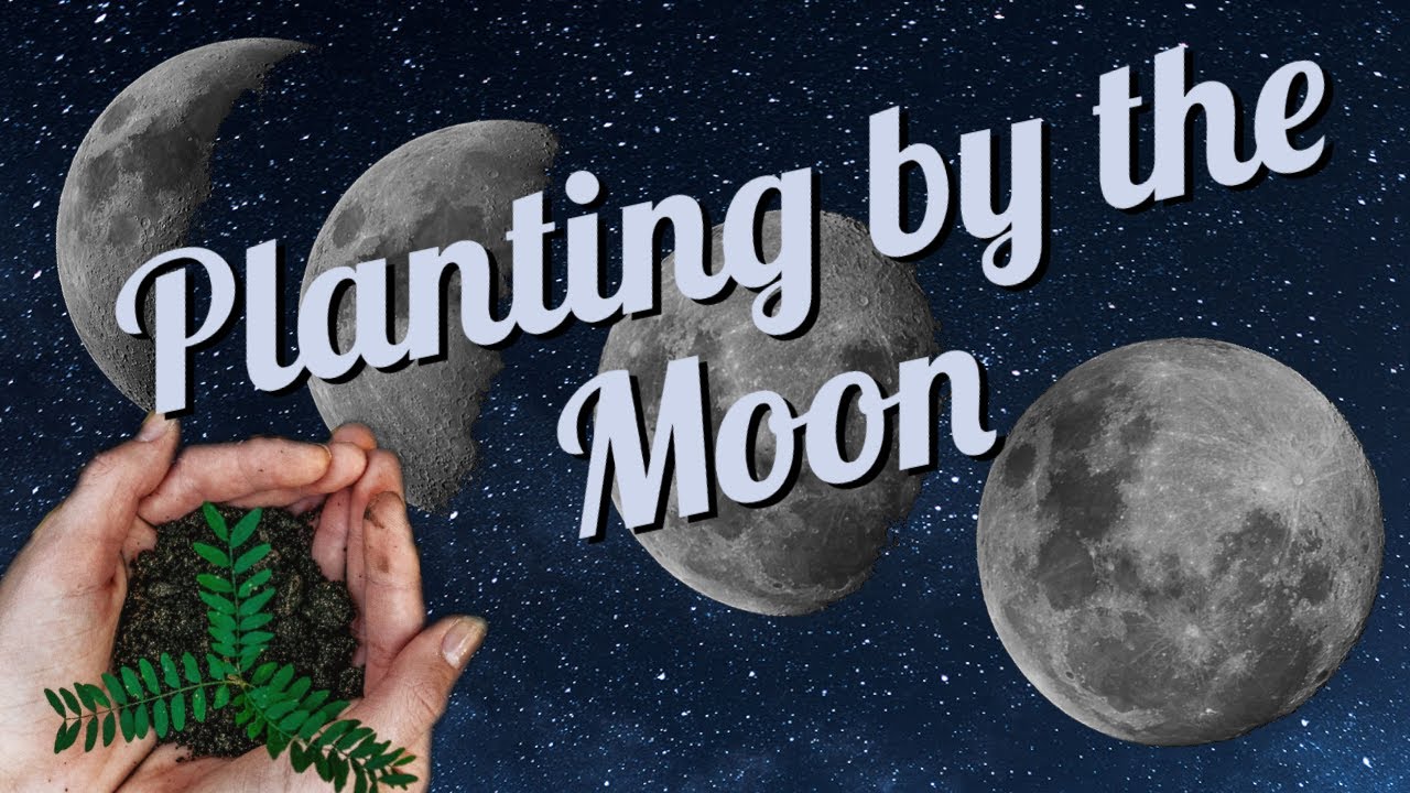 Does Planting by the Moon Work and What is It?