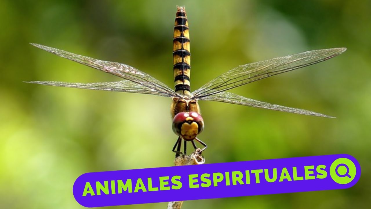 🦋🐞 🦉7 animales espirituales que pueden visitar tu casa y brindarte mensajes maravillosos!🌈