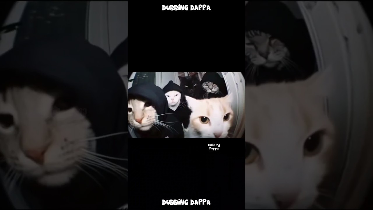 Kareees Gang 🤣 #funny #cat #shorts #dog #shortsfeed #animals #dubbingdappa #catvideos #dogshorts