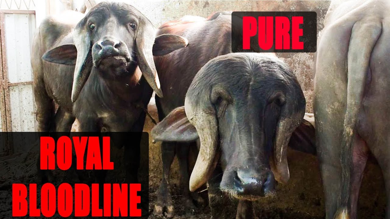 असली भावनगरी जाफरा भैंसें I Royal Blood Line Jafarabadi buffalo at Jamnagar Gujarat