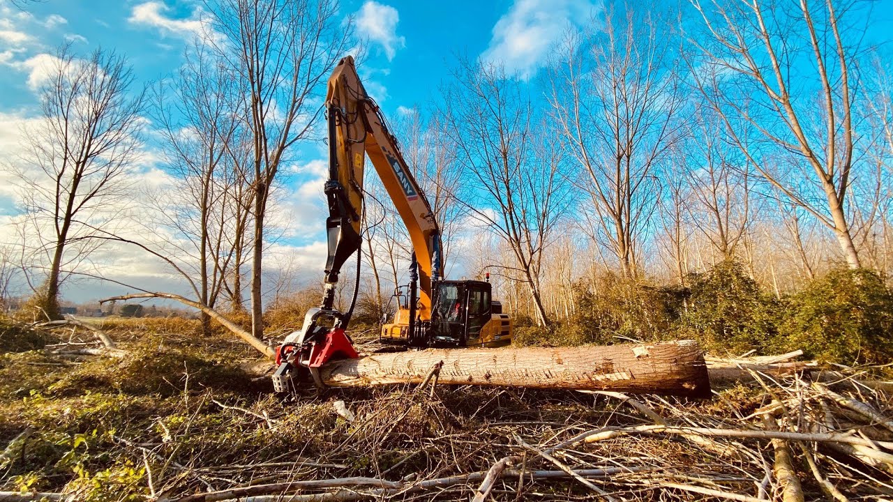 Nisula 755X harvesting head cutting big trees in France!