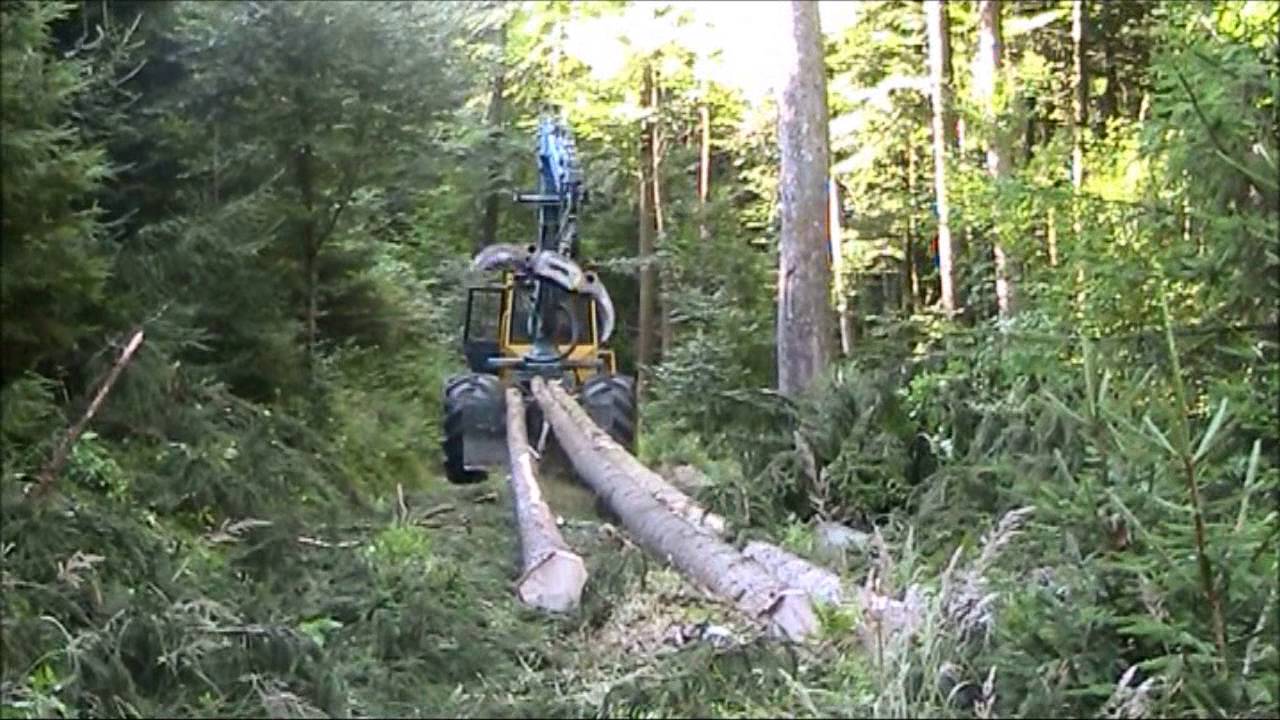 Fichten-  Endnutzung über Naturverjüngung im integrierten Verfahren...