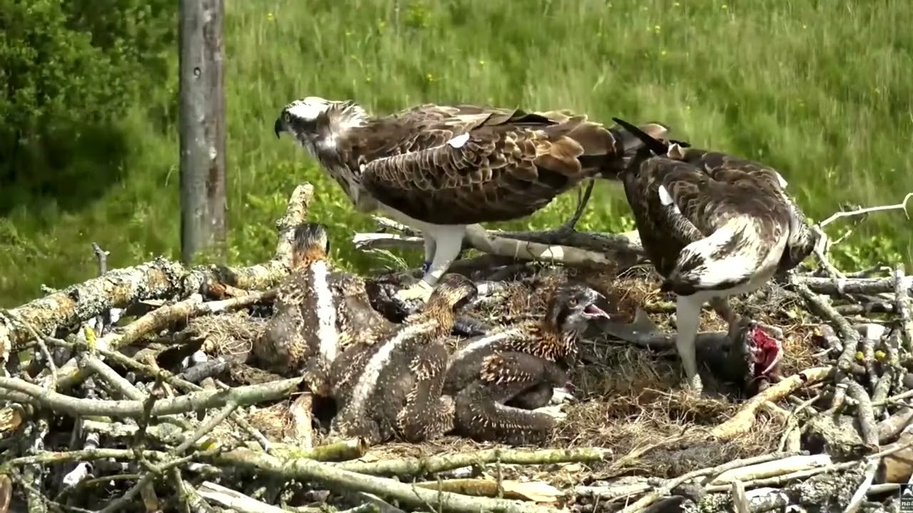 Familia &Aacute;guilas pescadoras, Proyecto Dyfi Osprey (Gales)